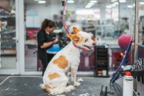 Симпатичная собака-терьер сидит на столе после процедуры стрижки меха в парикмахерской — стоковое фото