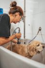 Donna adulta che lava cane spagnolo nella vasca da bagno mentre lavora nel salone di toelettatura professionale — Foto stock