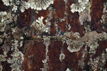 Крупним планом натуральний абстрактний лишайник, що росте на корі старого дерева — стокове фото