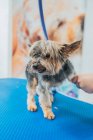 Adorable Yorkshire Terrier with short fur looking away while sitting on blue table near comb in grooming salon — Stock Photo