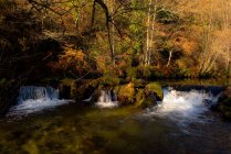 Small river and cascade near thin trees on sunny calm day in wonderful autumn forest — Stock Photo