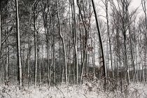 Árvores geadas sem folhas cobertas de neve pura branca em florestas de inverno da Noruega — Fotografia de Stock