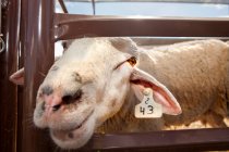 Curiosa oveja de pie en corral en la granja - foto de stock