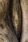 Encerramento de fundo abstrato natural de casca de árvore seca velha marrom com linhas verticais naturais — Fotografia de Stock