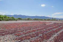 Campo agrícola sin fin con la cosecha listo para el cultivo bajo el cielo nublado sereno - foto de stock