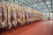 Mature fresh suspended carcass while counting in slaughterhouse workshop — Stock Photo