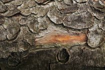 Cierre de la antigua madera de cangrejo con corteza agrietada en el bosque del sur de Polonia durante el día. - foto de stock