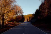 Осінні дерева, що ростуть по боках прямої асфальтової дороги проти безхмарного блакитного неба в сонячний день у сільській місцевості — стокове фото