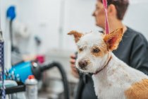 Side view of focused female groomer in glasses drying fur of adorable spaniel dog during work in salon — Stock Photo
