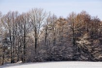 Madeiras distantes com árvores verdes e sem folhas geadas ao lado do campo de neve durante o dia de inverno — Fotografia de Stock
