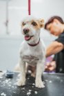 Donna taglio cane da pelliccia con rasoio elettrico sul tavolo nel salone di toelettatura — Foto stock