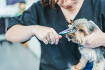 Crop Dame mit Schere, um Fell auf Schnauze von niedlichen Yorkshire Terrier auf verschwommenem Hintergrund der Pflege Salon trimmen — Stockfoto