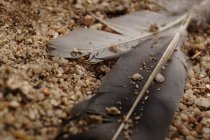 Nahaufnahme von grauen Vogelfedern auf dem Boden mit Kieselsteinen und Sandkörnern — Stockfoto
