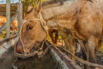 Vista laterale dei cavalli marroni che bevono acqua mentre tiravano il collo sul cortile durante la giornata luminosa — Foto stock