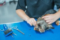 Crop lady en utilisant des ciseaux pour couper la fourrure sur le museau de mignon Yorkshire Terrier sur fond flou de salon de toilettage — Photo de stock