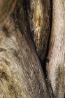 Восстановление естественного фона коричневой старой сухой коры деревьев с естественными вертикальными линиями — стоковое фото