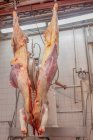 De baixo maduro carcaça de vaca saudável sendo cortado por um açougueiro com serra enquanto pendurado na oficina de matadouro — Fotografia de Stock
