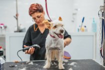 Fröhlicher Terrier-Hund steht auf Pflegetisch, während Arbeiter im Salon Fell mit Elektrorasierer trimmt — Stockfoto