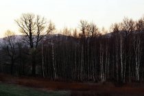Bosque de invierno con árboles de abedul desnudos con hierba seca y sol levantándose detrás de montañas nevadas en el sur de Polonia. - foto de stock