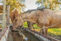 Side view of brown horses drinking water while pulling neck on barnyard in bright day — Stock Photo