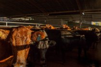 Side view of mature healthy shine cows standing in stable and waiting in sunlight — Stock Photo
