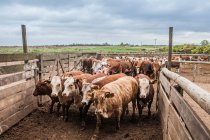 Manada de vacas brancas e marrons que retornam ao estábulo na fazenda rural no dia nublado — Fotografia de Stock