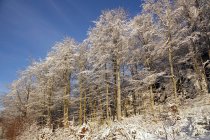 Bosques distantes con árboles perennes escarchados y sin hojas al lado del campo de nieve en invierno durante el día - foto de stock