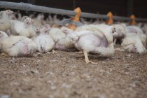 Volaille à la ferme avicole — Photo de stock