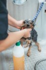 Доросла жінка миє спанієльського собаку у ванній, працюючи в професійному салоні для дорослих — стокове фото