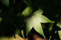 Primer plano del follaje verde fresco - foto de stock