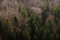 De cima da floresta de outono com diferentes árvores de abeto perenes e nus no sul da Polônia durante o dia — Fotografia de Stock