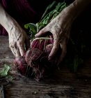 Woman holding bunch of fresh organic beets with dirty hands on rustic wooden table — Stock Photo
