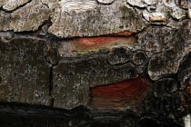 В лесах южной Польши в дневное время вырубят старое древесное бревно с треснувшей корой — стоковое фото