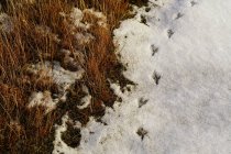 Linie von Vogelabdrücken auf flachem Schnee auf gefrostetem felsigem Tal mit getrocknetem Glas in Norwegen — Stockfoto