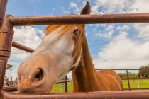 Baixo ângulo de cavalo curioso atrás do recinto de pasto em terras agrícolas — Fotografia de Stock