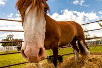 Коричневый конь стоит за оградой — стоковое фото