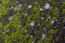Gros plan de plantes colorées de mousse verte poussant sur des rochers en détail — Photo de stock
