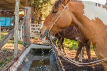 Vista lateral de caballos marrones bebiendo agua en el corral en día brillante - foto de stock
