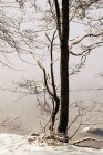 Árvores finas e sem folhas que crescem em terreno nevado de inverno frio na natureza na Noruega — Fotografia de Stock