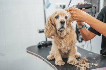 Anonymous woman trimming fur on ear of sad spaniel dog with electric shaver on table in grooming salon — Stock Photo