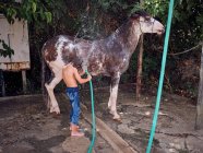 Vista posteriore del ragazzo scalzo che pompa lo stallone con acqua dolce sulla terrazza della fattoria — Foto stock