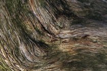 Primi piani di sfondo astratto naturale di corteccia marrone vecchio albero secco con linee verticali naturali — Foto stock