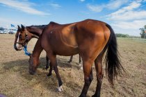 Horses standing in field paddock — Stock Photo