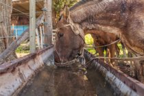 Vista lateral de caballos marrones que beben agua mientras tiran del cuello en el corral en día brillante - foto de stock