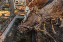 Боковой вид на коричневых лошадей, пьющих воду, дергая за шею на барнярде в яркий день — стоковое фото