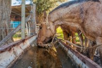 Боковой вид на коричневых лошадей, пьющих воду, дергая за шею на барнярде в яркий день — стоковое фото