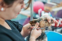 Crop lady en utilisant des ciseaux pour couper la fourrure sur le museau de mignon Yorkshire Terrier sur fond flou de salon de toilettage — Photo de stock