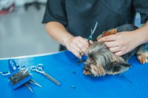 Crop lady using scissors to trim fur on muzzle of cute Yorkshire Terrier on blurred background of grooming salon — Stock Photo