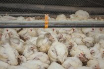 Poultry at chicken farm — Stock Photo