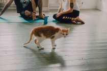 Вид сбоку имбирной кошки рядом с нежной парой, сидящей дома на полу — стоковое фото